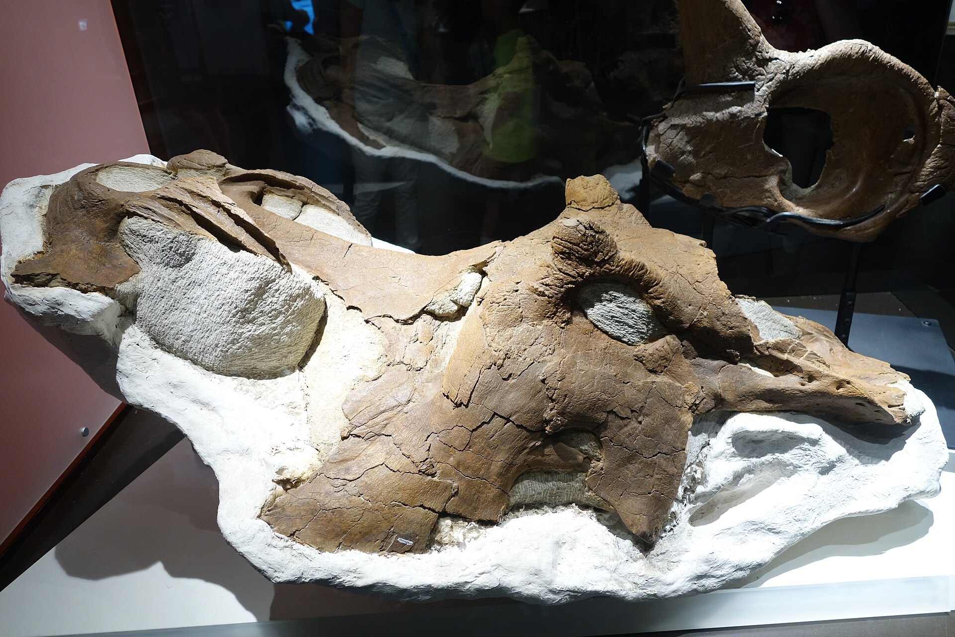 Ceratopsian dinosaur. comparative_original_skull_visual
