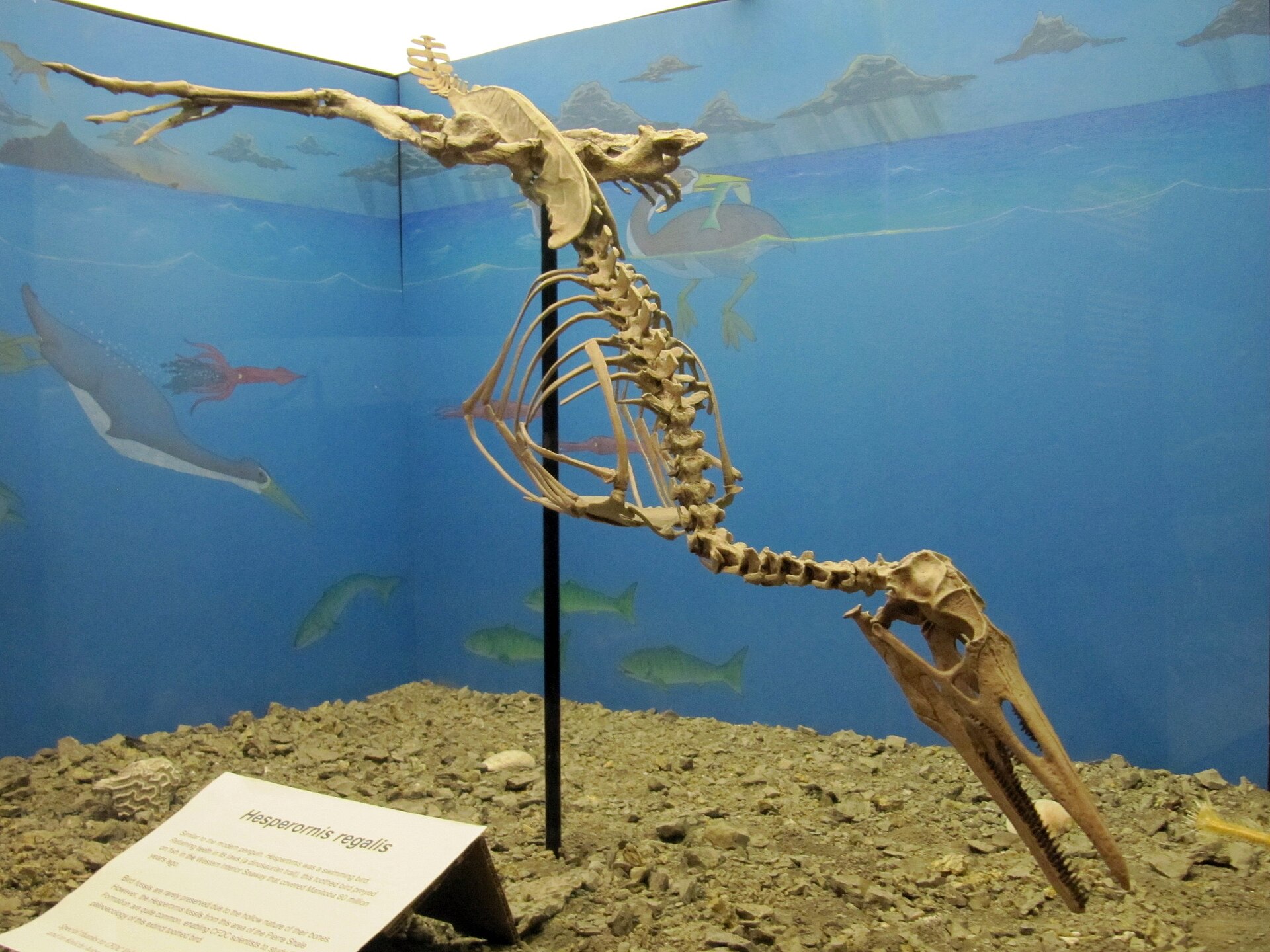 Toothed diving bird. comparative_taxon_visual