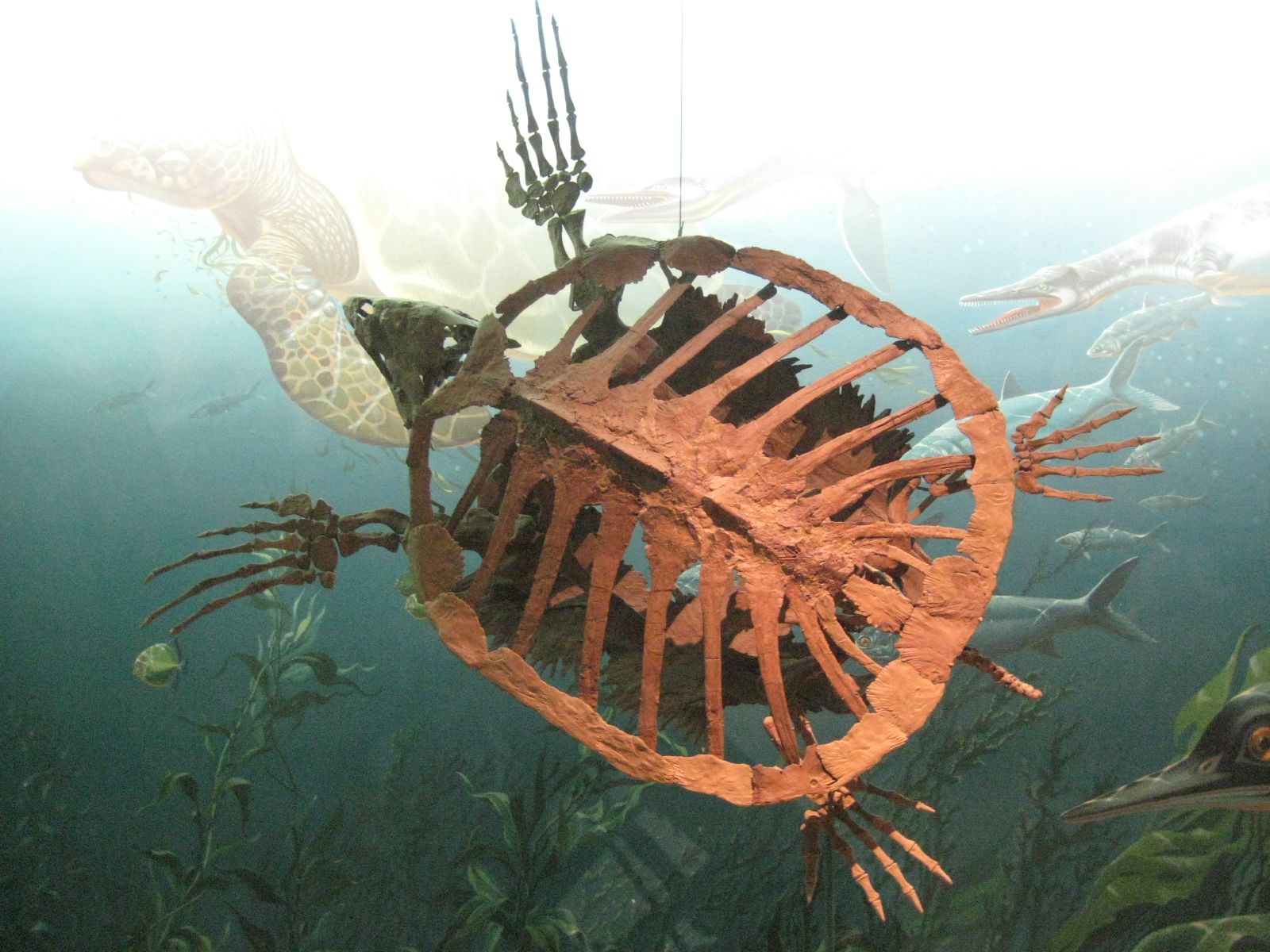 Sea turtle. comparative_taxon_visual