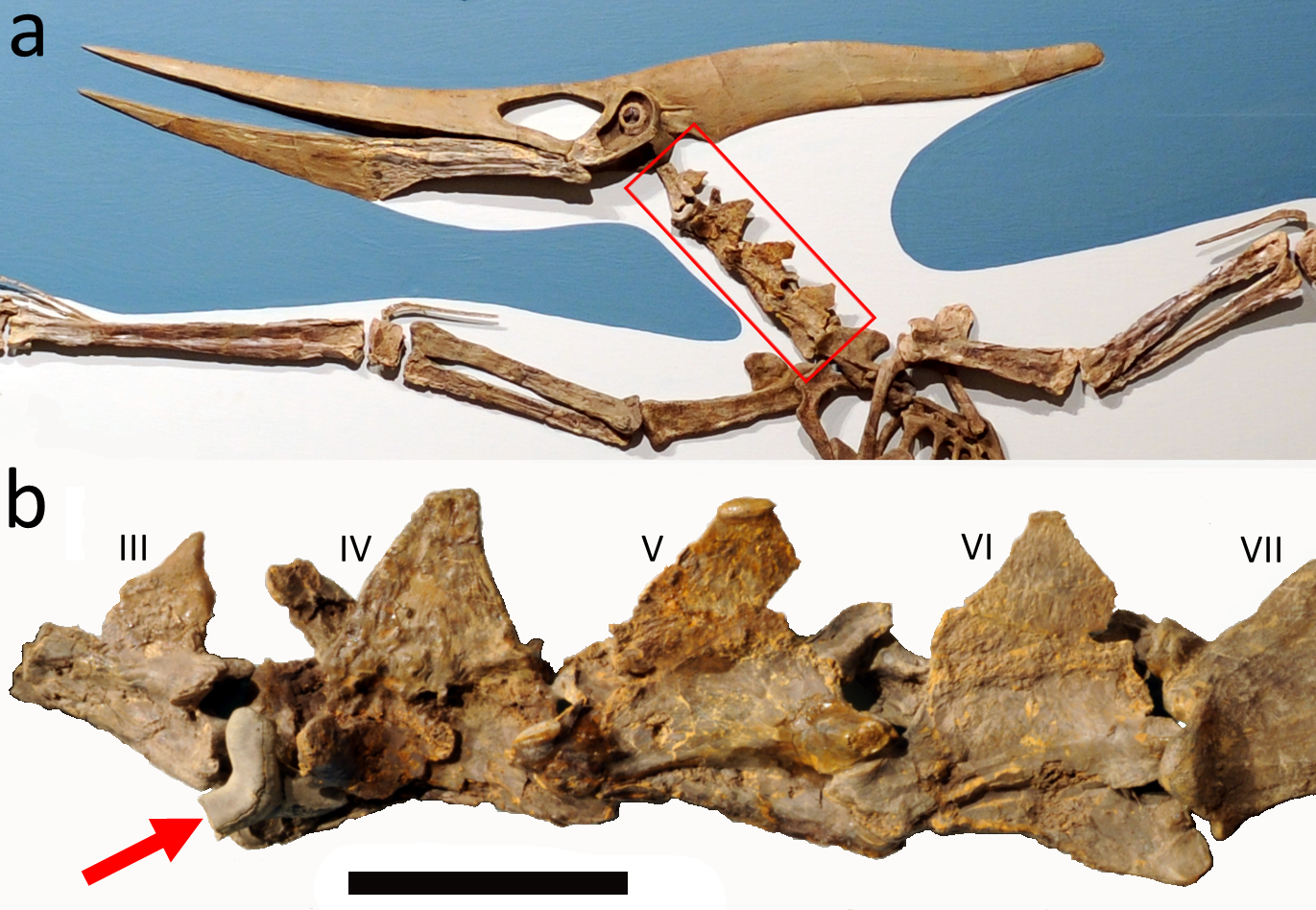 Pterosaur. comparative_taxon_visual