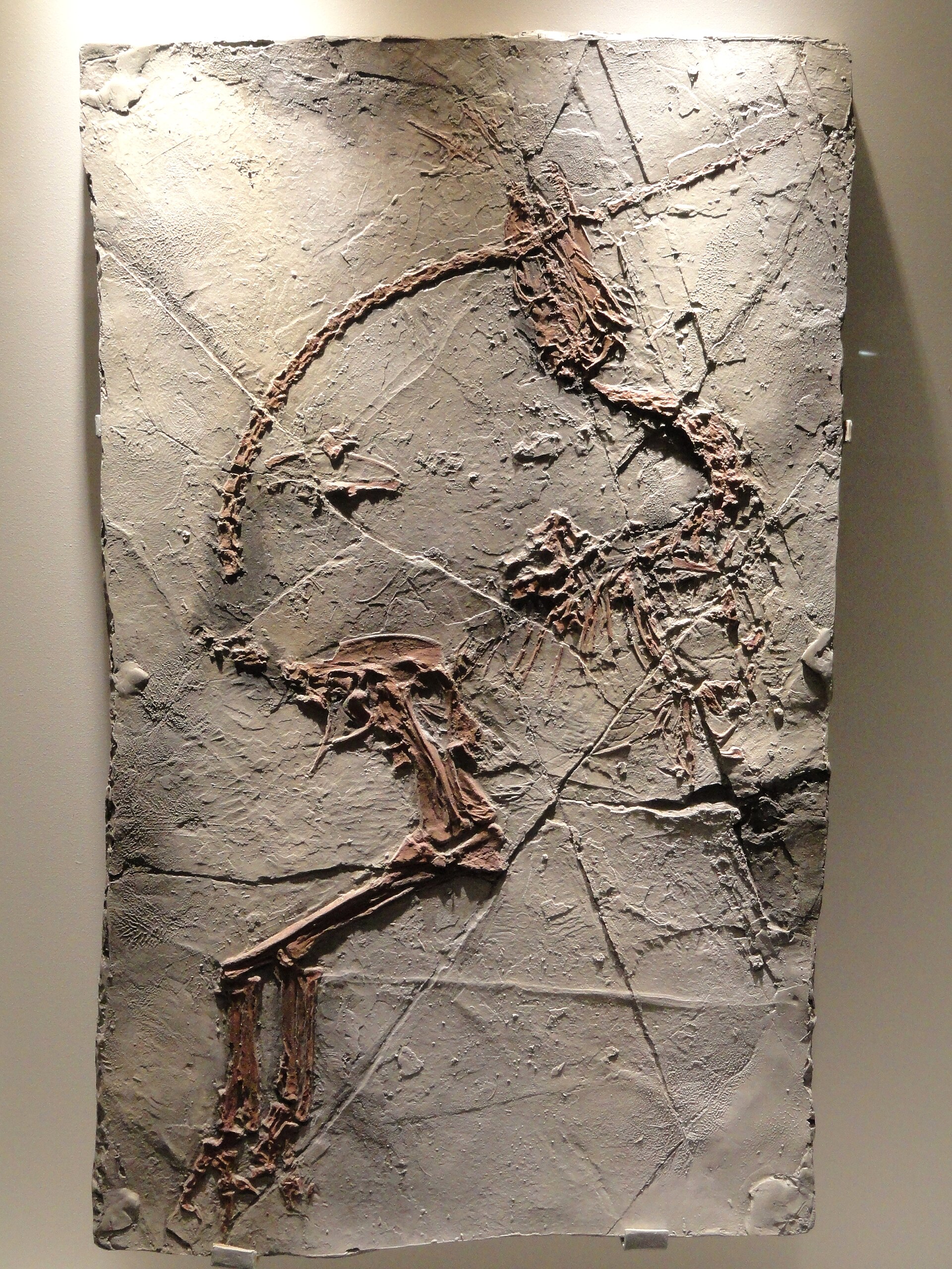 Feathered theropod dinosaur. comparative_taxon_visual