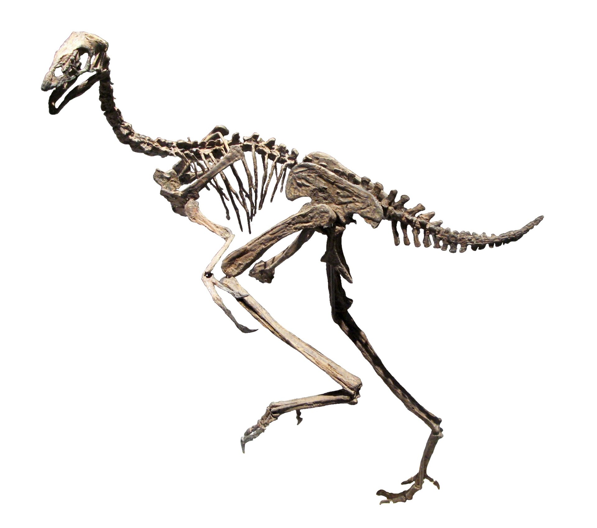 Feathered theropod dinosaur. comparative_taxon_visual