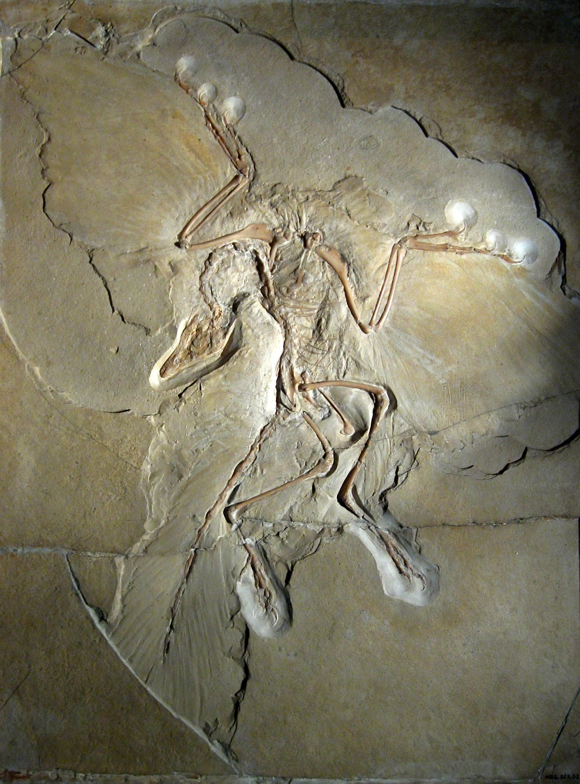 Early toothed bird. comparative_original_fossil_visual