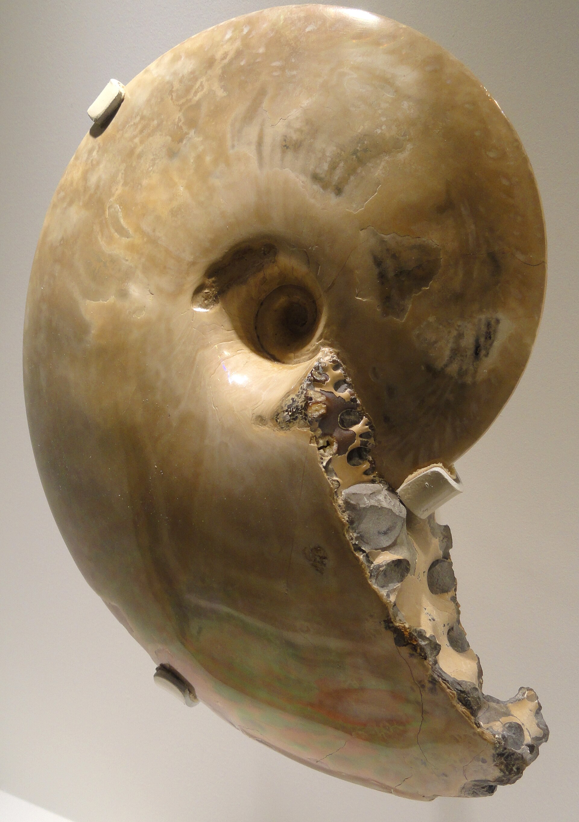 Ammonite cephalopod. comparative_taxon_visual