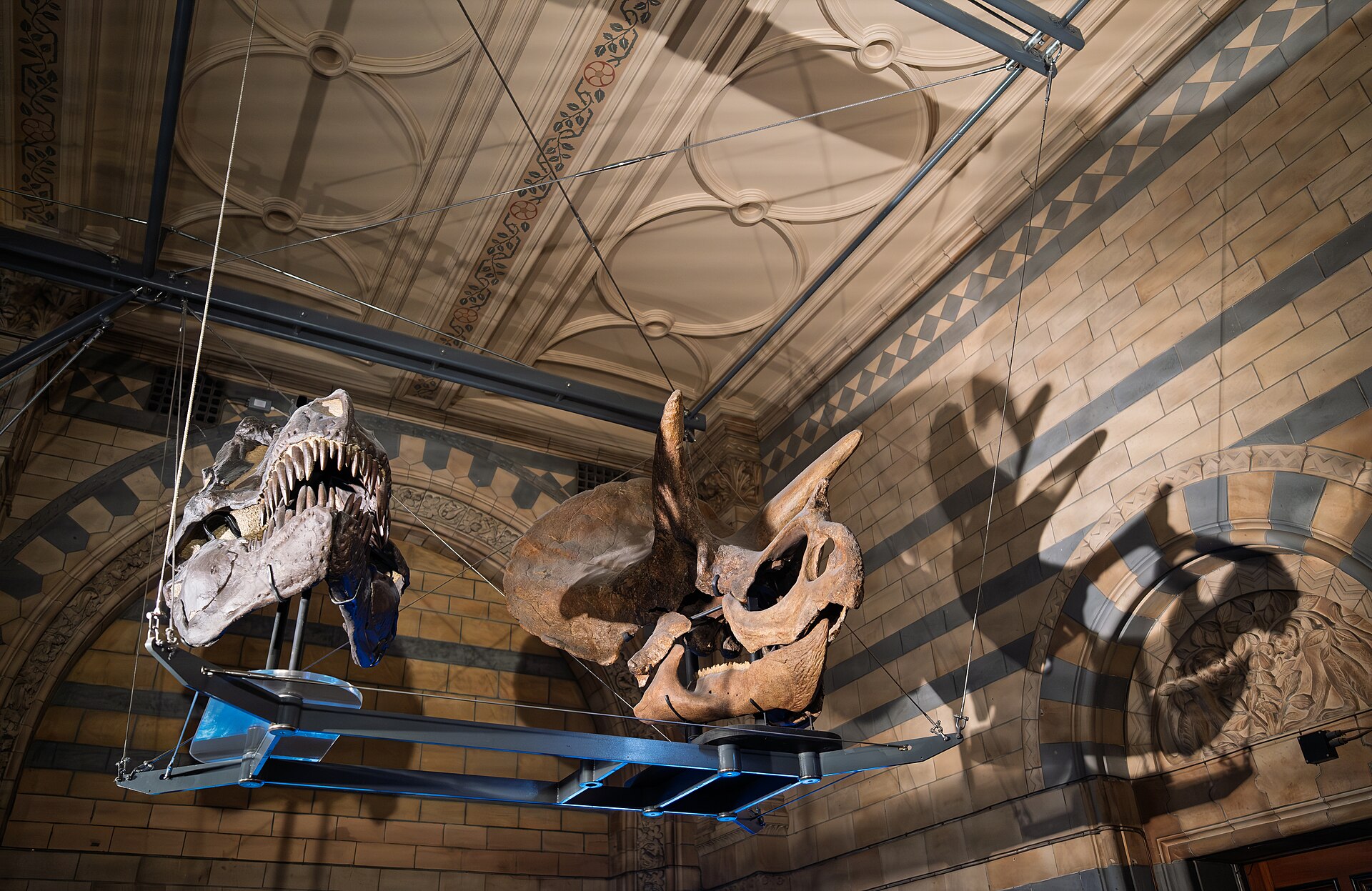 Tyrannosaurus rex and Triceratops. comparative_taxon_visual