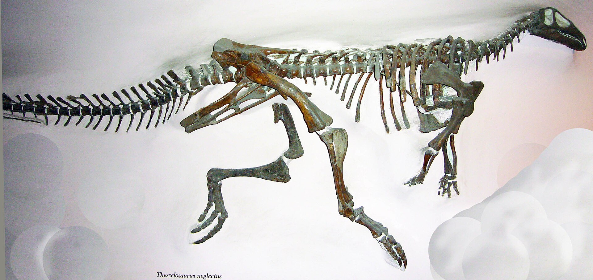 Ornithopod dinosaur. comparative_taxon_visual