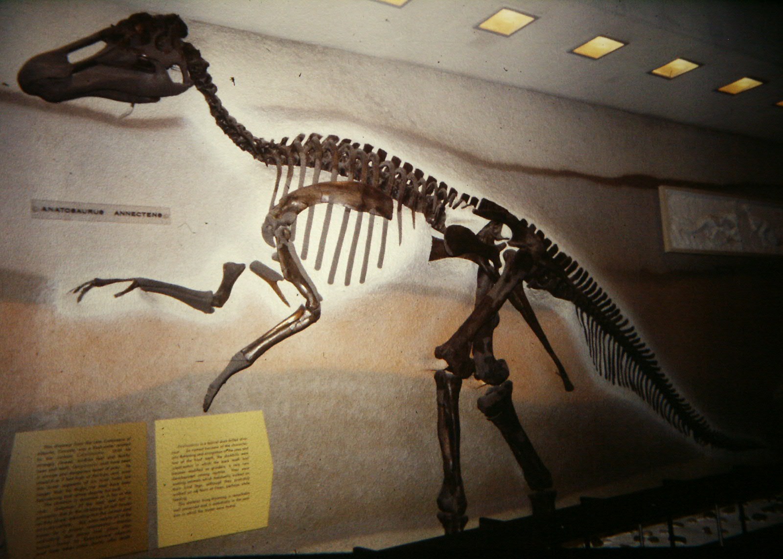 Hadrosaurid dinosaur. comparative_taxon_visual