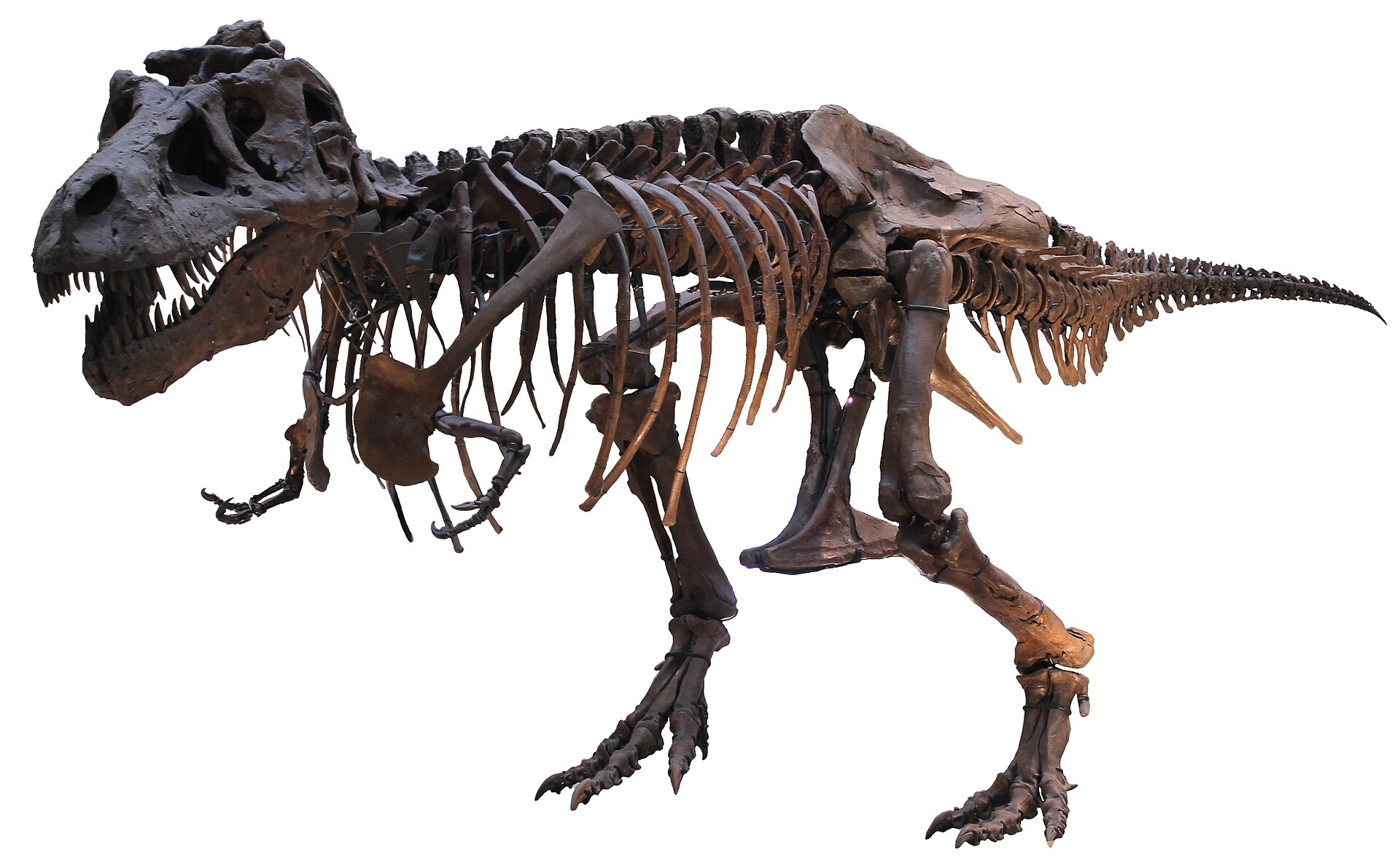 Tyrannosaurid theropod. comparative_taxon_visual