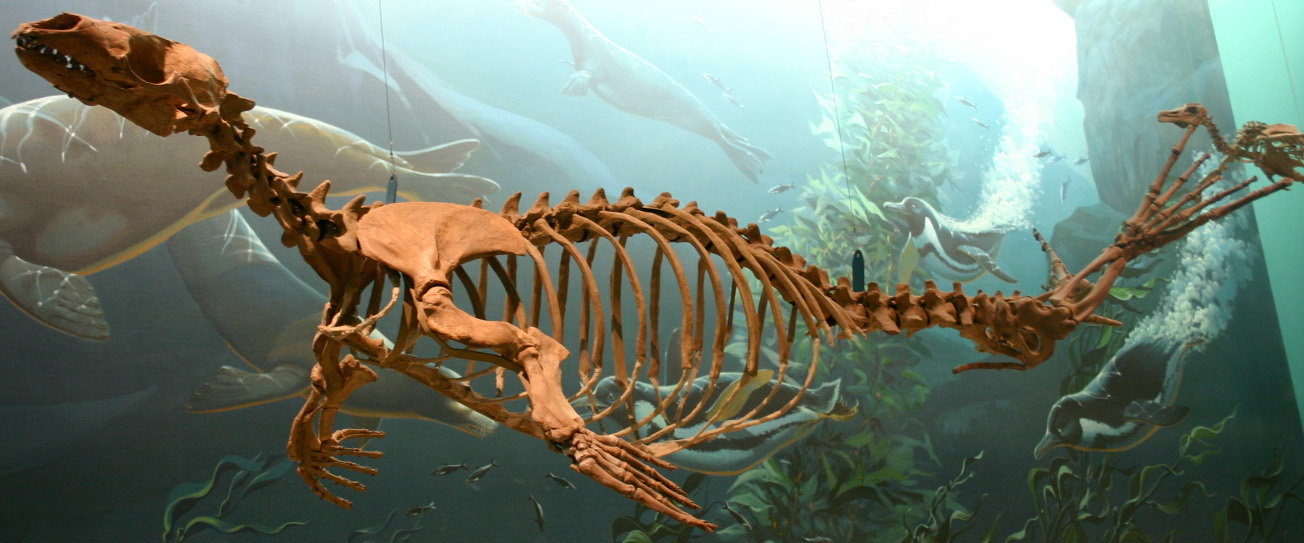 Early seal. comparative_taxon_visual