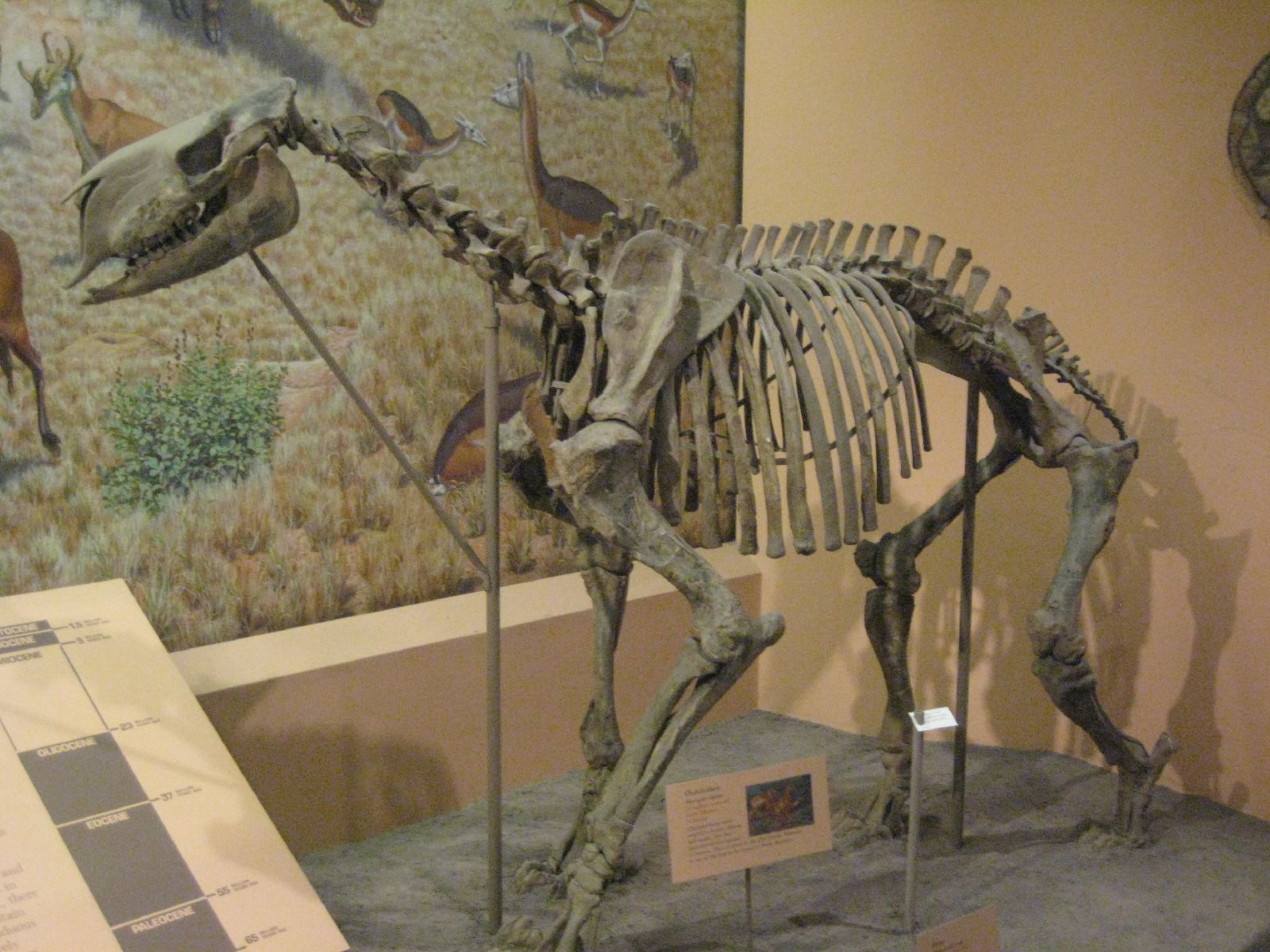 Chalicothere mammal. comparative_taxon_visual