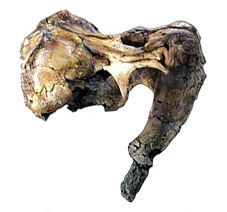 Walrus-whale. comparative_taxon_visual