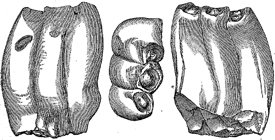 Desmostylian mammal. comparative_taxon_visual