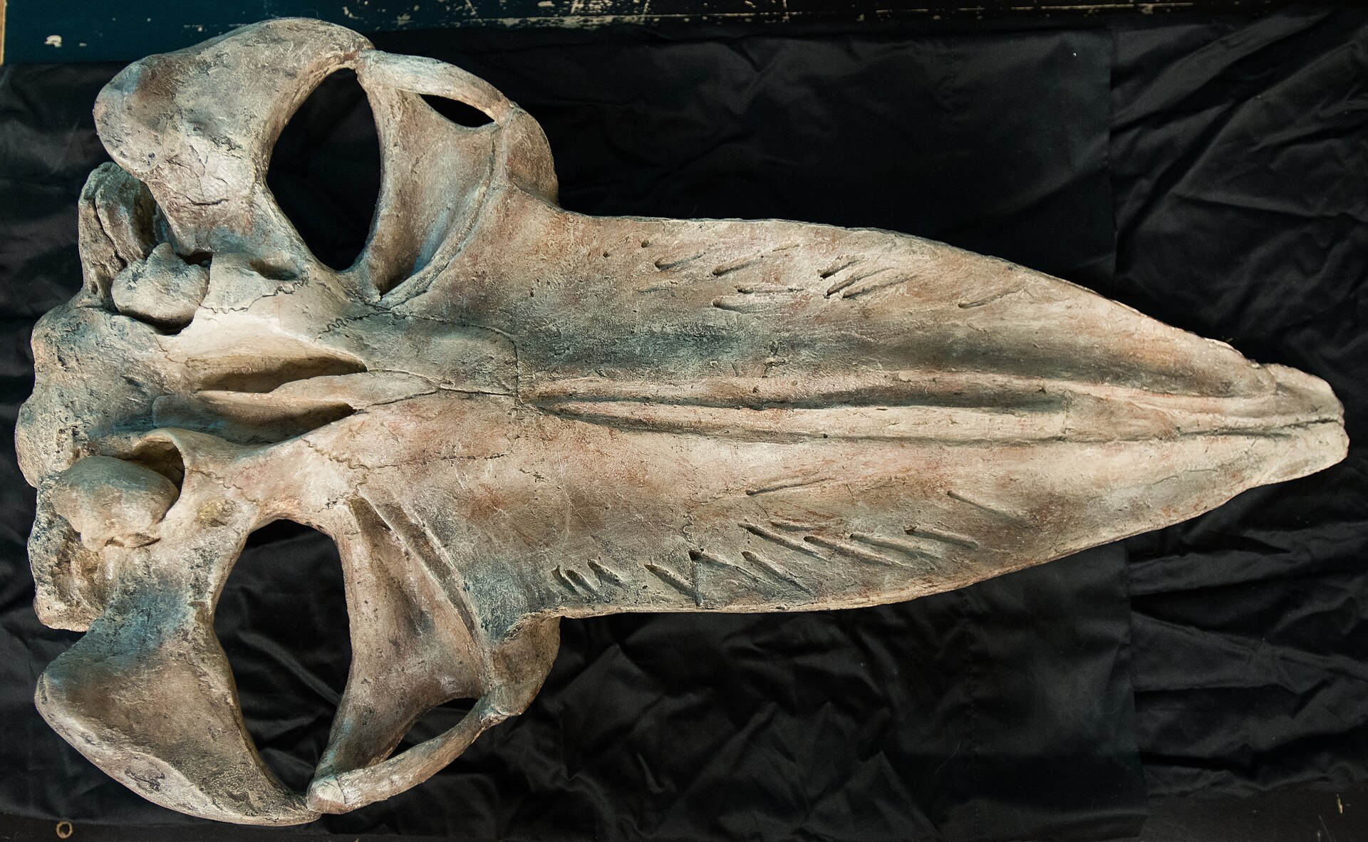 Baleen whale. comparative_taxon_visual