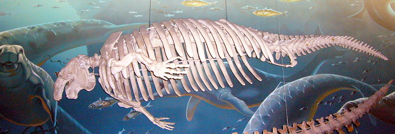 Swimming sea cow. comparative_taxon_visual