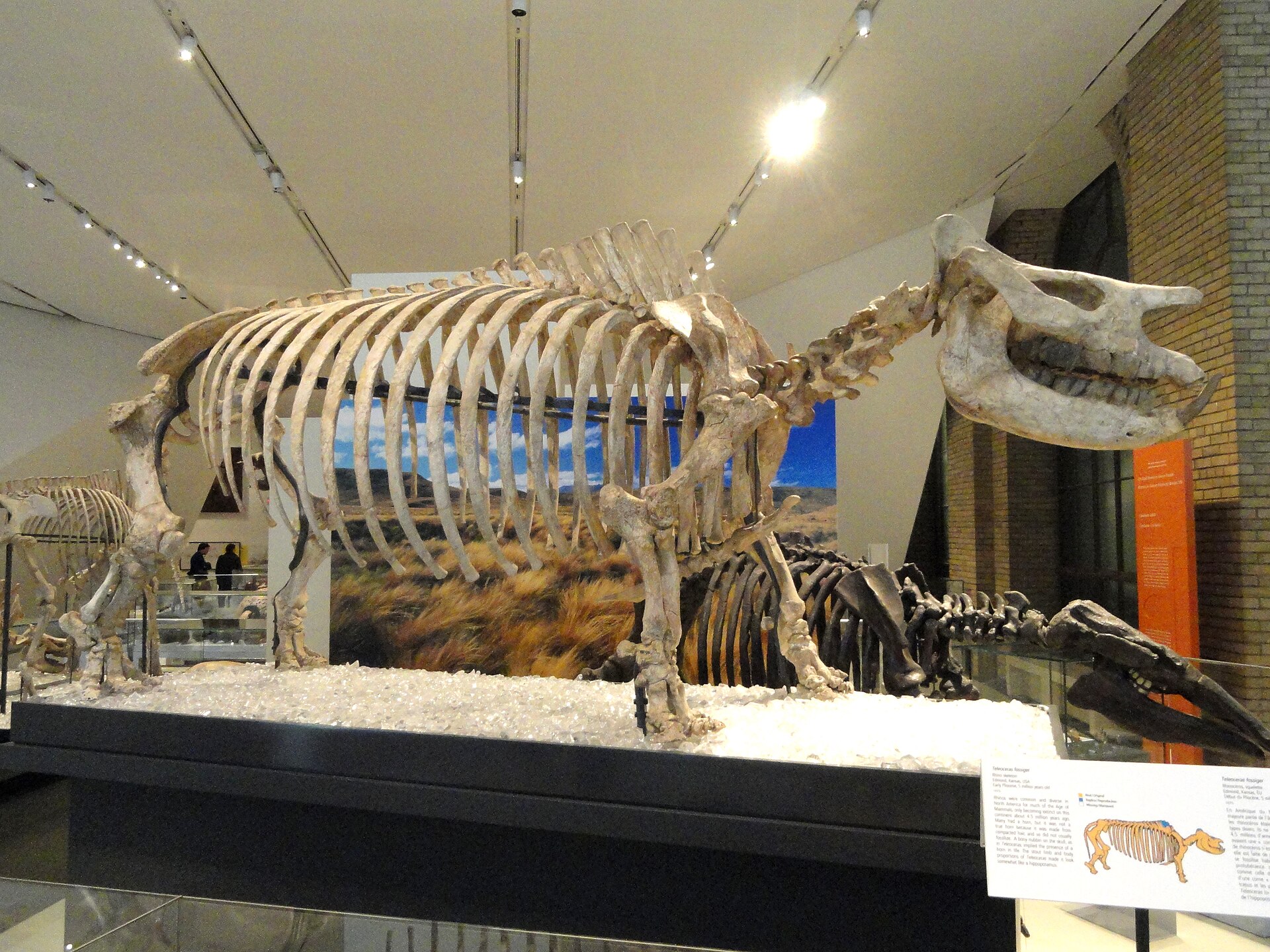 Hippopotamus-like rhinoceros. comparative_taxon_visual
