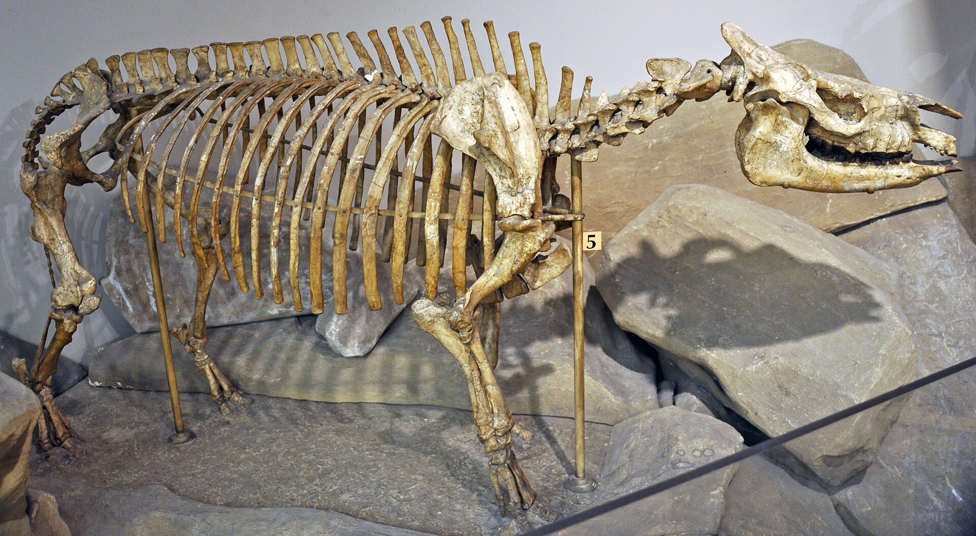 Early rhinoceros. comparative_taxon_visual