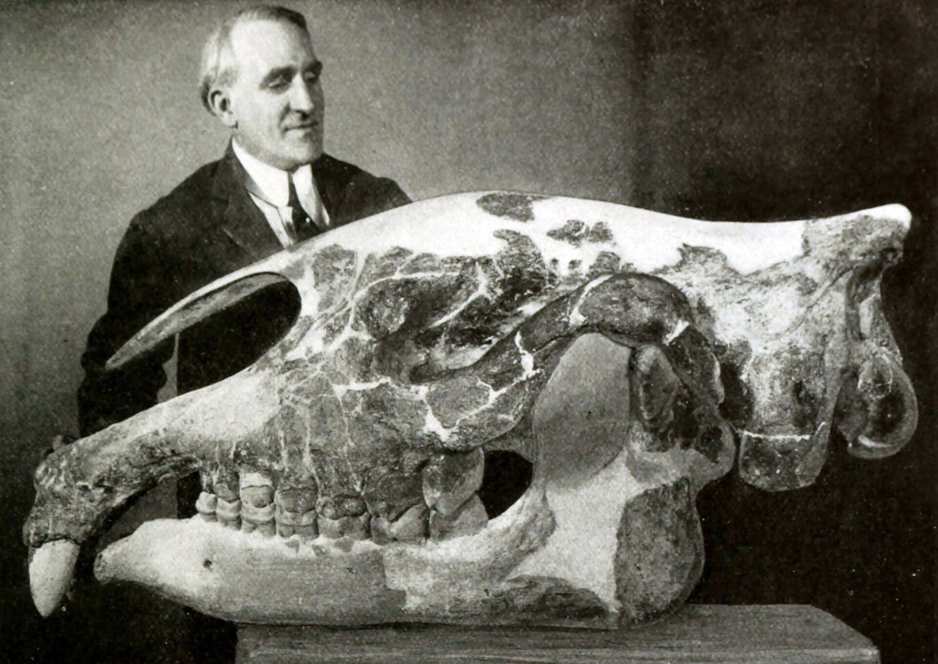 Long-necked rhinoceros. historical_photo_of_real_skull