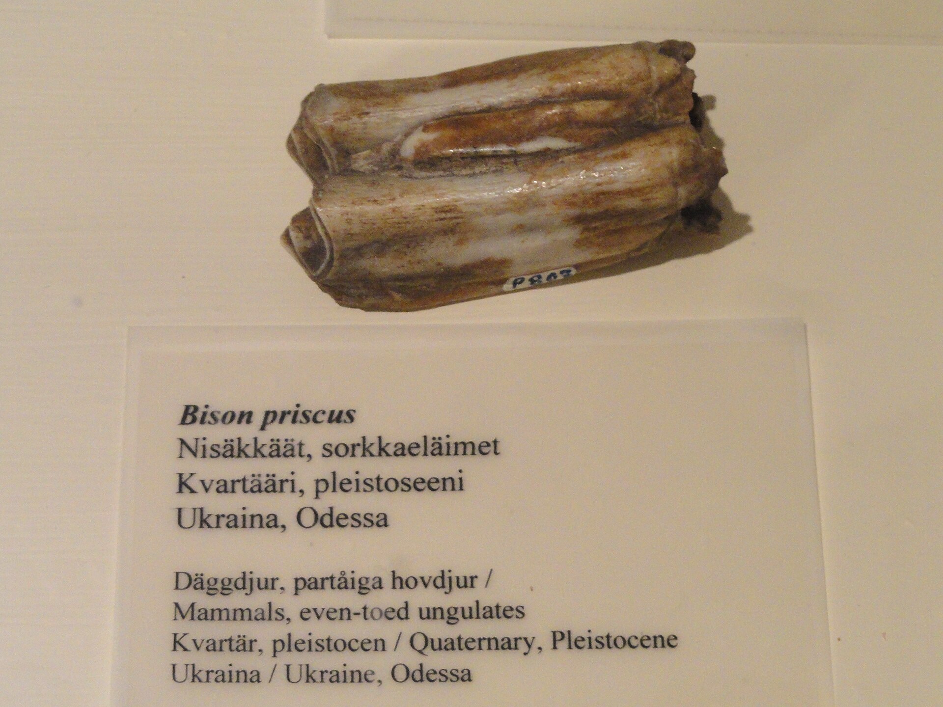 Steppe bison. comparative_taxon_visual