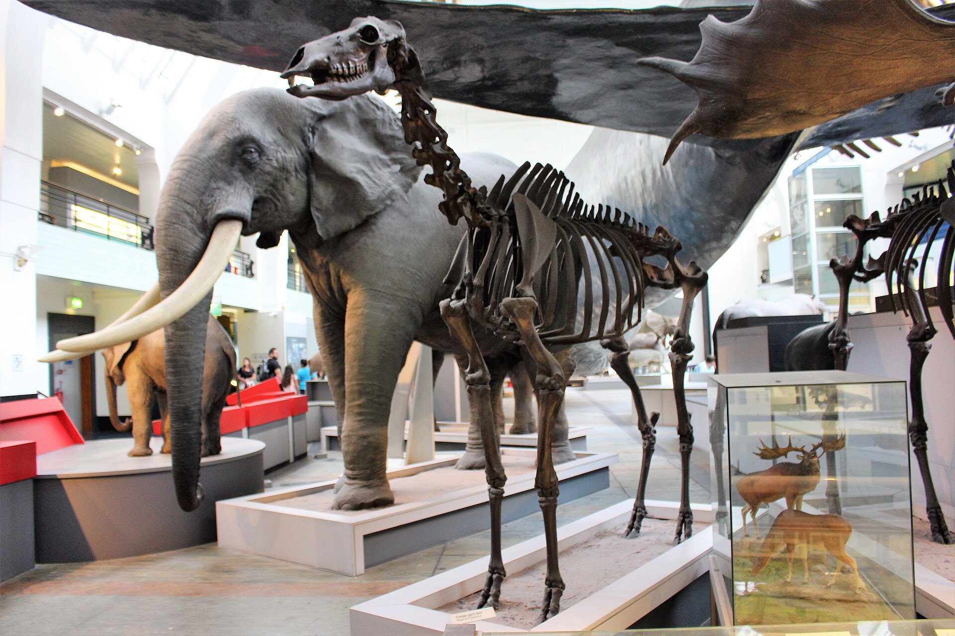 Giant deer. comparative_skeletal_mount